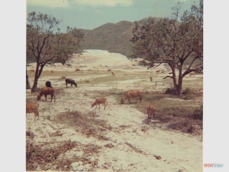 26. Some of the animals around Qui Nhon