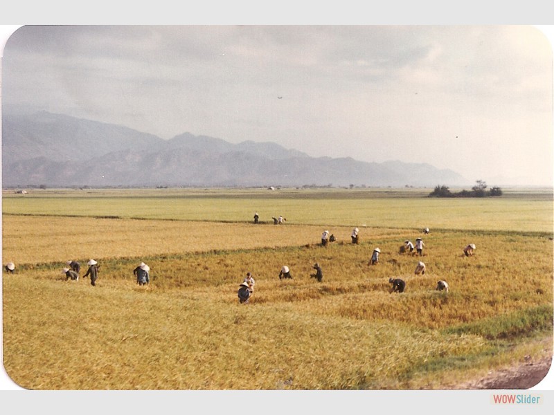RiceHarvest