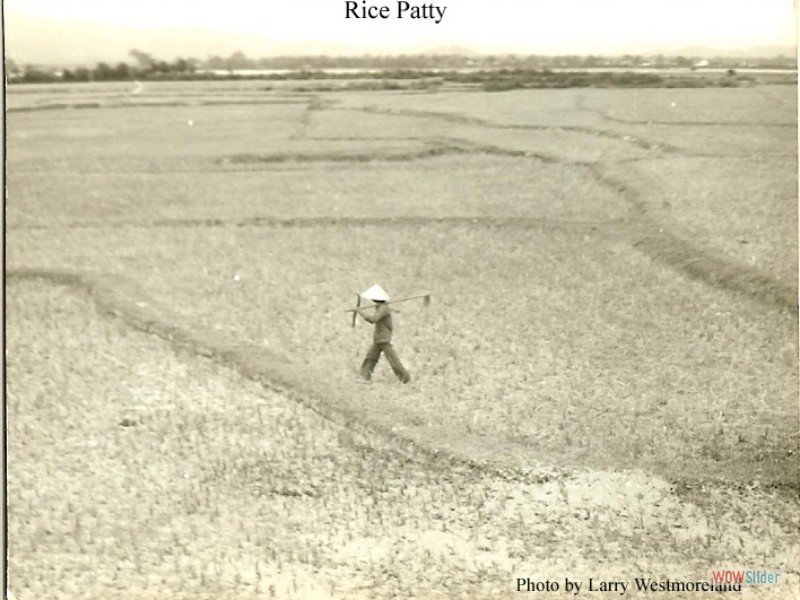 Rice Patty copy
